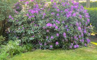 Cursus duurzaam tuinonderhoud