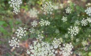 STAP subsidie afgeschaft